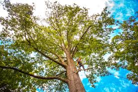 How Our Tree Care Process Works  in  Hartington, NE